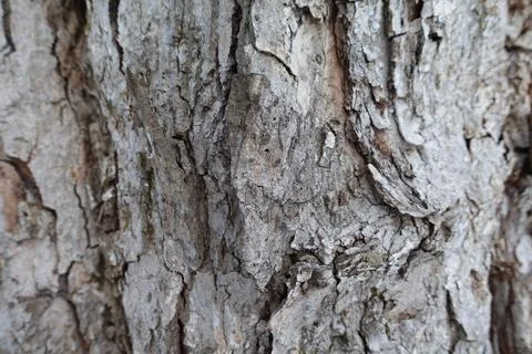 Gray Bark Stock Photos