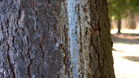 Gray bark of pine coniferous tree on trunk in forest in sunny day. Video stock 311867558