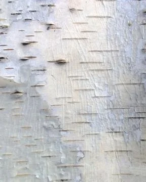 Gray bark texture Stock Photos