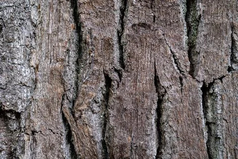 Gray bark texture Stock Photos