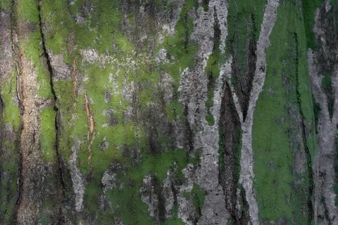 Gray bark of the tree covered with moss and cracks close-up. background ,texture Stock Photos