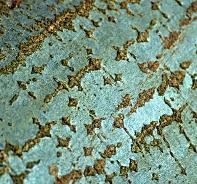 Gray bark of the tree Stock Photos