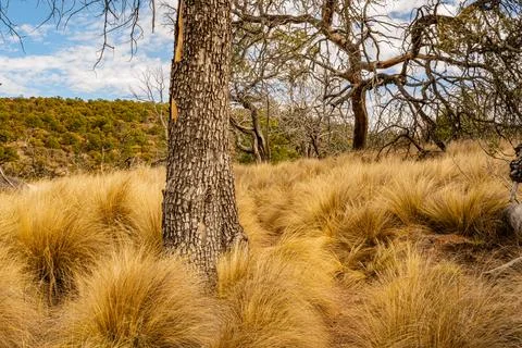 Gray Bark of Tree Pops Of Yellow Fluffy Grass Foto stock