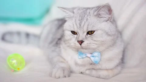 Gray beautiful cat on the couch.  Stock Footage 172549410