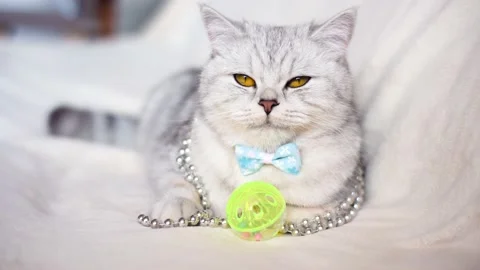 Gray beautiful cat on the couch.  Stock Footage 172549413