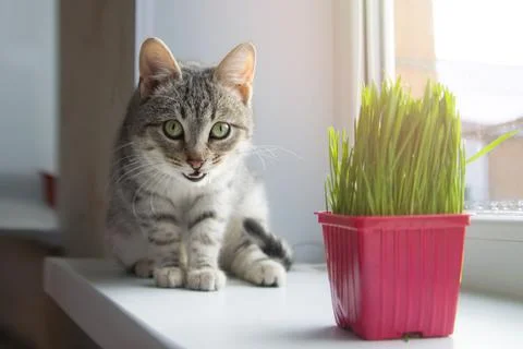 A gray beautiful kitty sits on the windowsill next to a pink pot Stock Photos