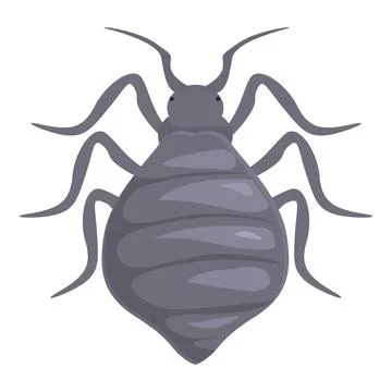 Gray bedbug spreading its legs on white background Stock Illustration
