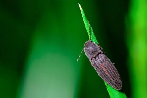 Gray beetle on the grass on a green background Stock Photos