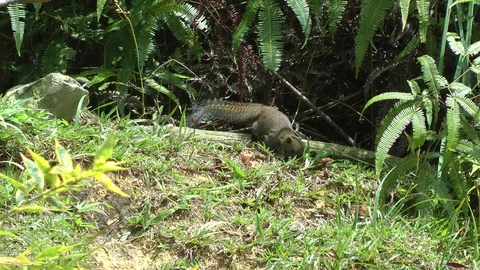 Gray-bellied Squirrel, Malaysia Stock-Footage 88546739