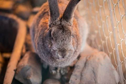 Gray big fluffy rabbit. Stock Photos