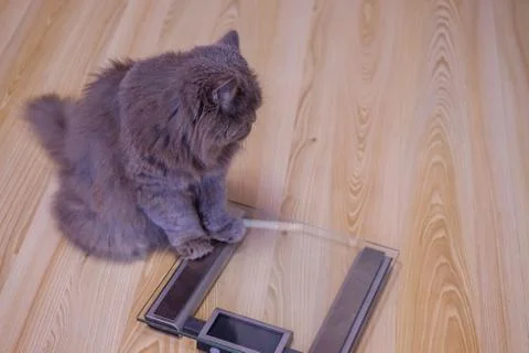 The gray big long-haired British cat sits on the scales and looks up. Concept Stock Photos