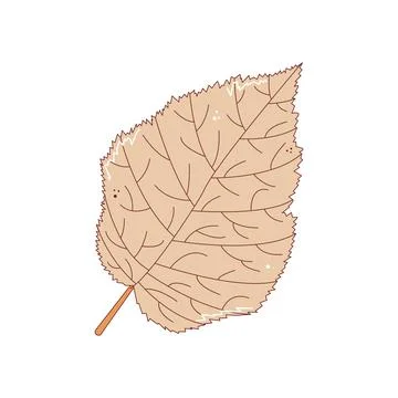 Gray birch leaf. Autumn fallen leaf, Colorful autumn concept. Fall foliage .. Stock Illustration