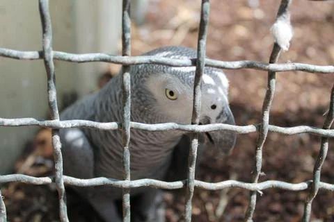 Gray bird behind a cage Stock Photos