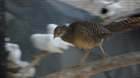 Gray bird 스톡 동영상 114772958