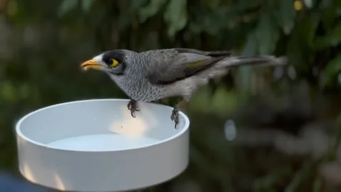 Gray Bird Stock Footage 269489924