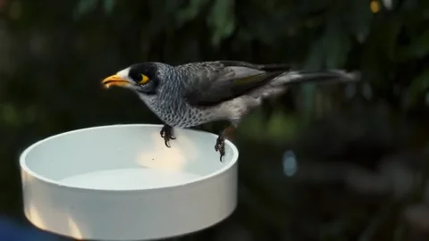 A gray bird Stock Footage 269795641