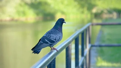 A gray bird looking around the area in Estonia Stock Footage 123672509