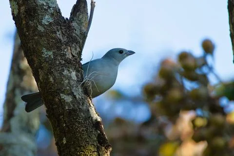 A gray bird is perched on a tree branch Stock Photos