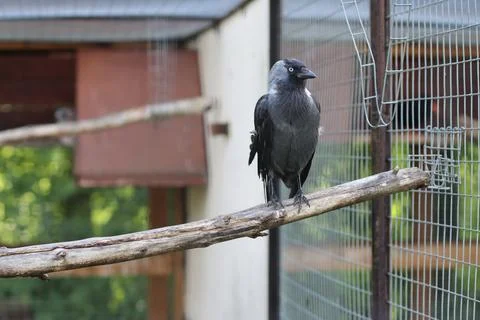 A gray bird Stock Photos