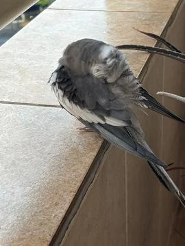 Gray Bird at Rest Фото