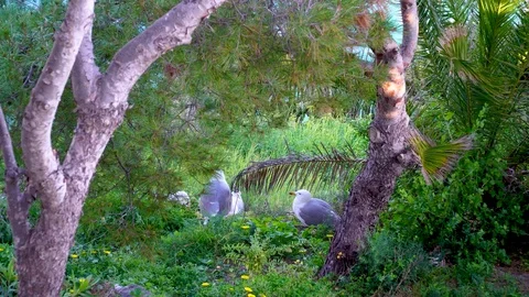 Gray bird seagulls sitting in the bushes on a green grass in the summer Stock Footage 126424938