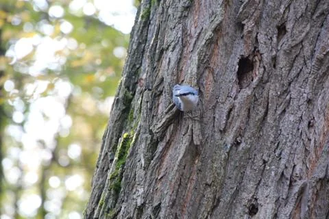 Gray bird sits on a tree Stock Photos