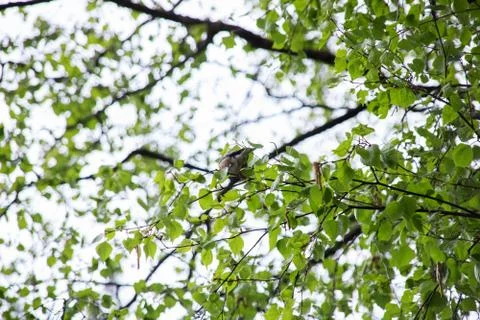 A gray bird sits on a tree Stock Photos