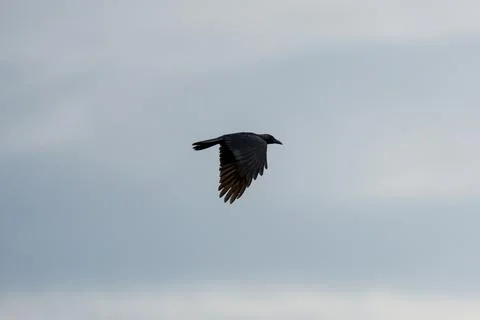 Gray bird soars against a soft, cloudy sky Stock-Fotos