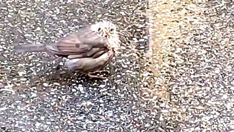 Gray Bird Standing on Asphalt in Marina di Carrara, Italy October 8, 2026 Stock-Footage 347318232