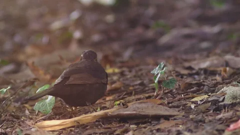 The gray bird takes the worms out of the earth. Stock Footage 95363462