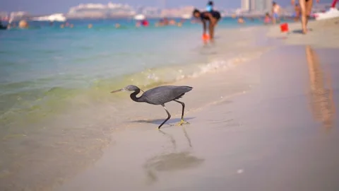 Gray bird (Western reef heron) on the beach catching fish Stock Footage 223840427