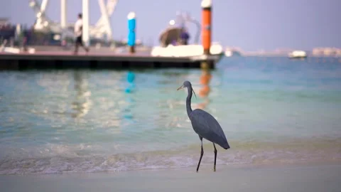 A gray bird (Western reef heron) stands in front of a ferris wheel Stock Footage 223840450