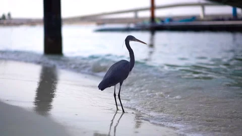 Gray bird (Western reef heron) under the bridge Stock Footage 223840451