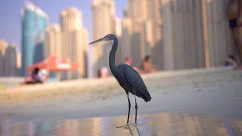 A gray bird (Western reef heron) stands against the backdrop of skyscrapers Stock Footage 223840510