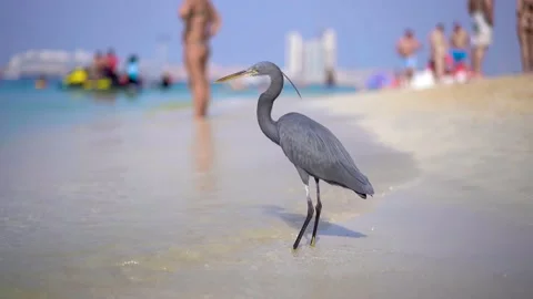 A gray bird (Western reef heron) stands on the beach 4k Stock Footage 223840516