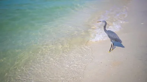 Gray bird (Western reef heron) stands on the beach shot from above Stock Footage 223840529