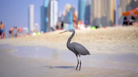A gray bird (Western reef heron) stands on the beach against skyscrapers 4k Stock Footage 223840538