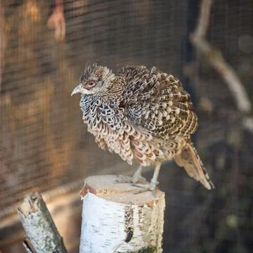 Gray bird in a zoo Stock Photos