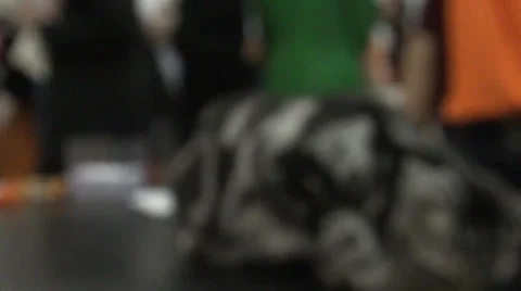 A gray-black cat in contest 스톡 동영상 30591556