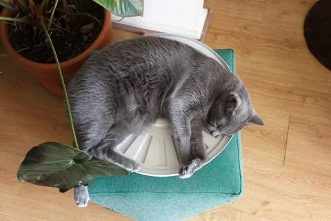 Gray black cat lying down, resting with green plant above Fotos de archivo