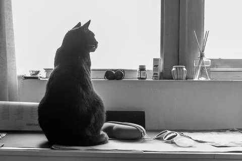 Gray black cat in the window observing life and things around him Stock Photos