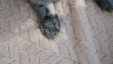 Gray, black-striped cat paws on a light blanket. Video stock 151776407
