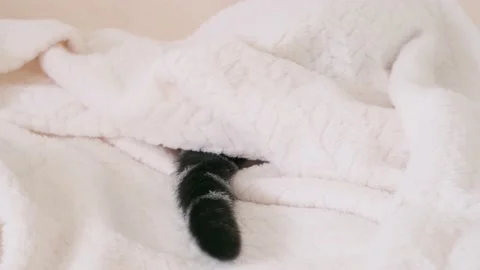 A gray, black-striped cat's tail on a light beige blanket. Stock Footage 149661835