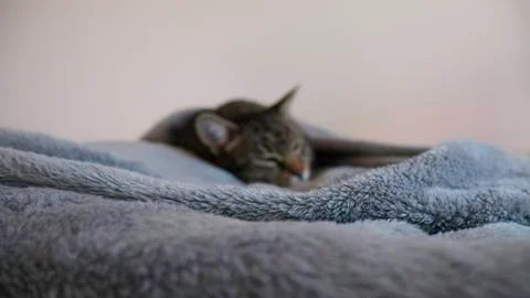 Gray blanket in focus and in the background a cat that sleeps Stock-Fotos