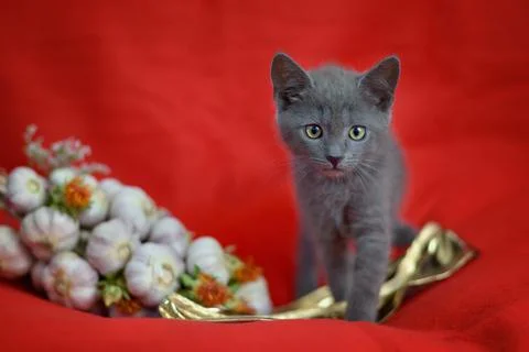Gray-blue cat on red background with garlic decoration Stock Photos