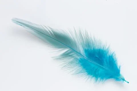 Gray blue feather on white background Stock Photos