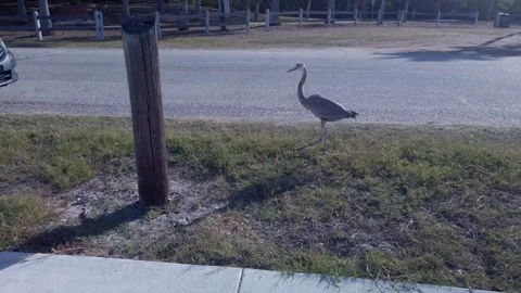 Gray blue heron walking left with bay water Stock Footage 255863792