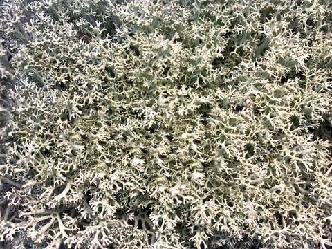 Gray-blue moss. Stock Photos