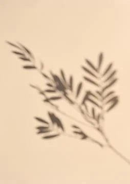 Gray blurred shadow of a branch on a beige background Stock Photos