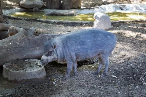 Gray boar Stock Photos